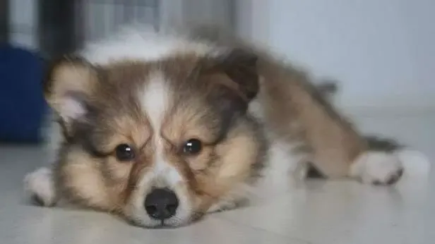 A sable Sheltie puppy, Nikki Lam, lying spread-eagle on a cool surface, enjoying the temperature