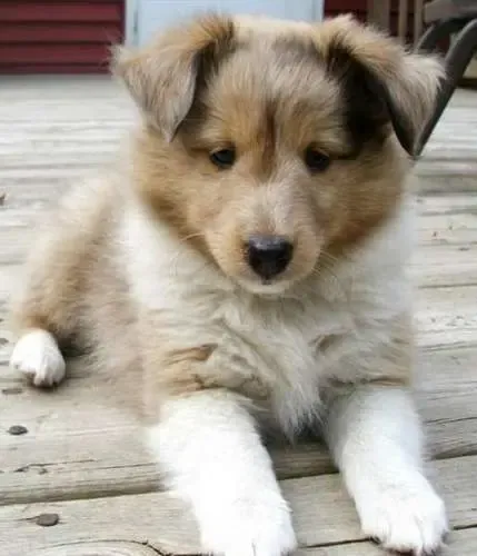 A sable Sheltie puppy, Reese, looking blissfully unaware of time, lost in puppy thoughts
