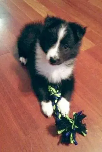 A sable Sheltie puppy, Riley, presenting a slobbery gift with loving enthusiasm