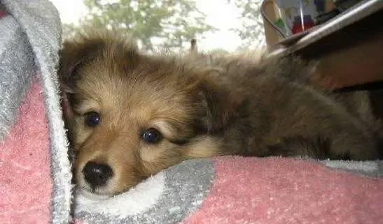 A sable Sheltie puppy, Rilli, looking intensely at her human, desiring constant companionship