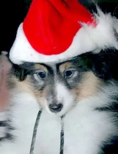 A sable Sheltie puppy, Sketchy, sitting by a Christmas tree, looking festive
