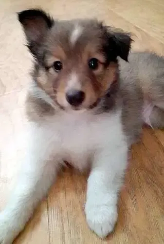 A sable Sheltie puppy, Stanis, striking a dramatic pose, resembling an aspiring actor