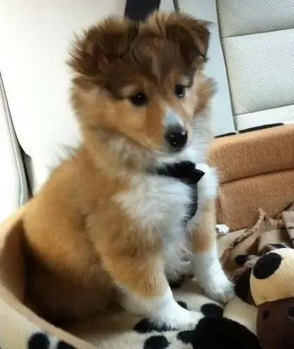 A sable Sheltie puppy, Tilly, enjoying a road trip with her favorite dog chew, Boris