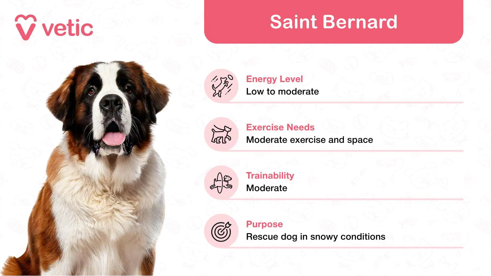 A Saint Bernard, a large dog breed recognized for its gentle and patient temperament, suitable as a friendly family dog in India.