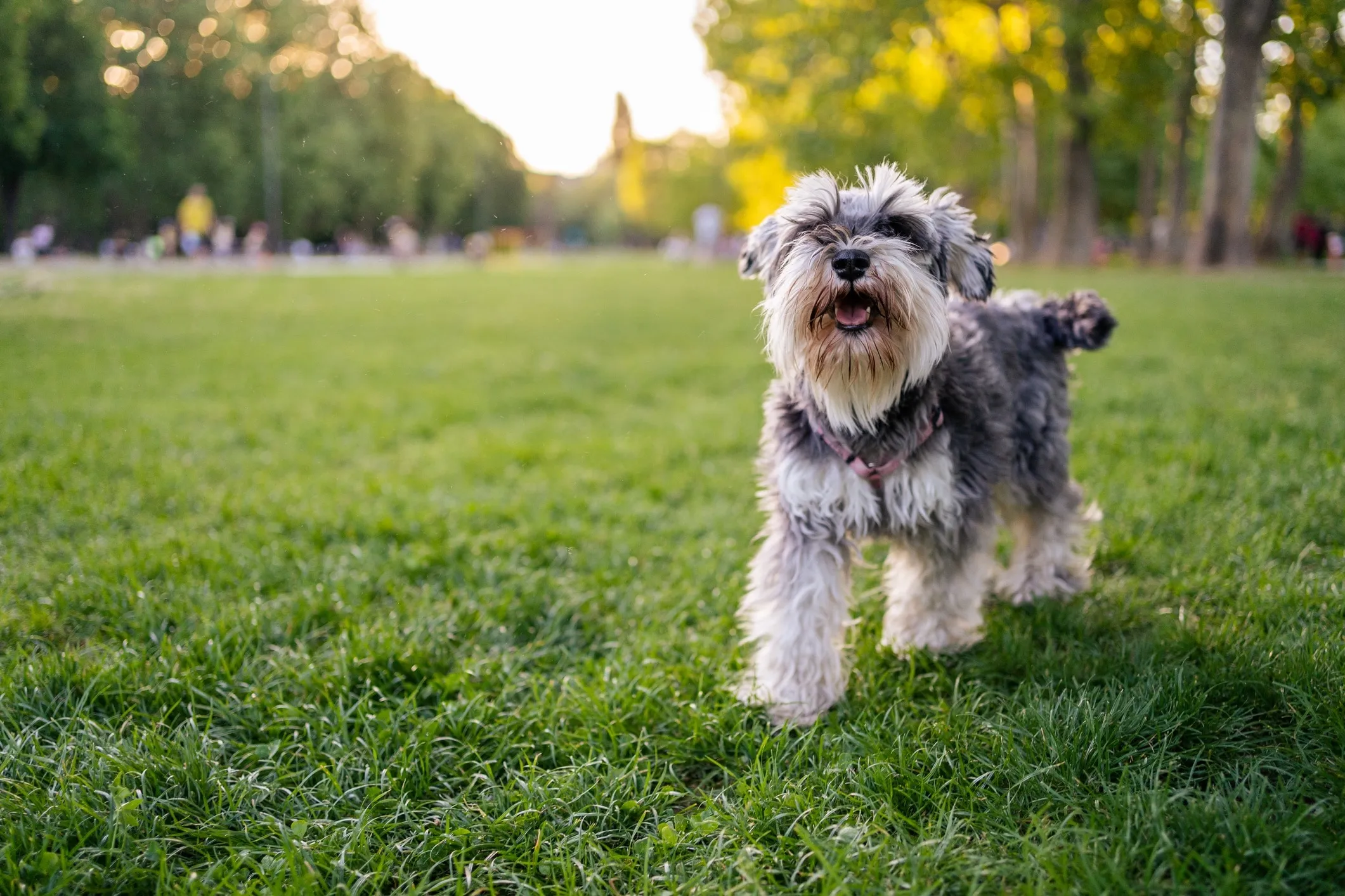 A salt and pepper Miniature Schnauzer, a smart and sturdy dog breed that doesn't shed much, wears a pink harness in a park.