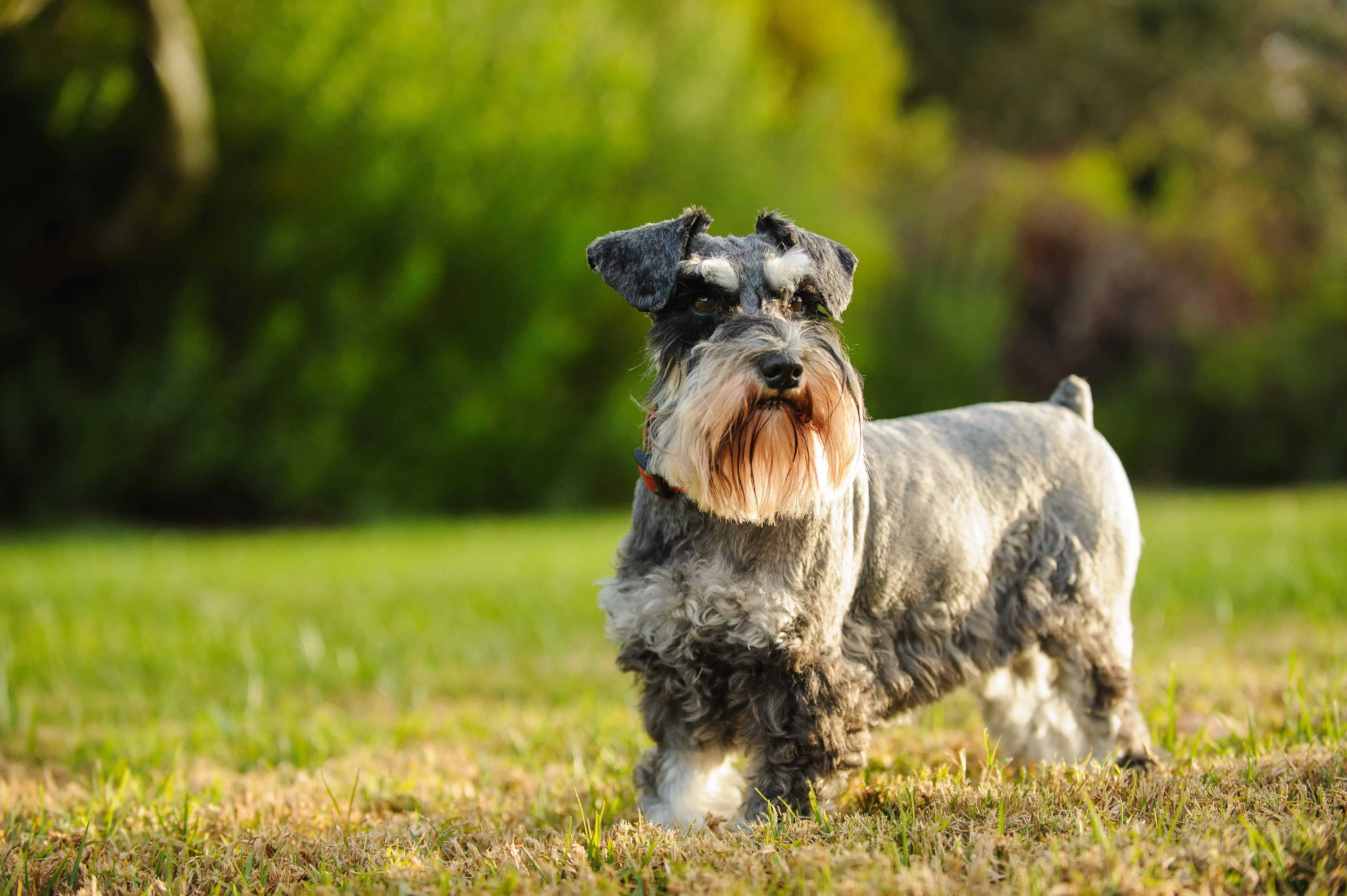 A salt and pepper Miniature Schnauzer with its characteristic beard and eyebrows, looking curiously.