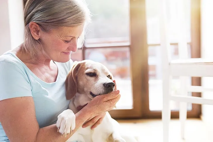 A senior Beagle with an owner offering a treat, illustrating the importance of careful selection and proper dosage of fish oil omega 3 supplements for dogs based on individual health needs.