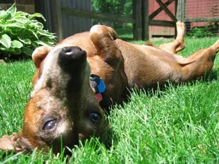 A senior Dachshund named Bumper lying comfortably on a soft blanket, looking content.