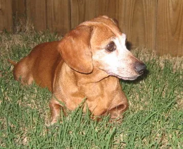 A senior Dachshund named Lucy with a gentle, loving gaze, possibly sitting or lying down.