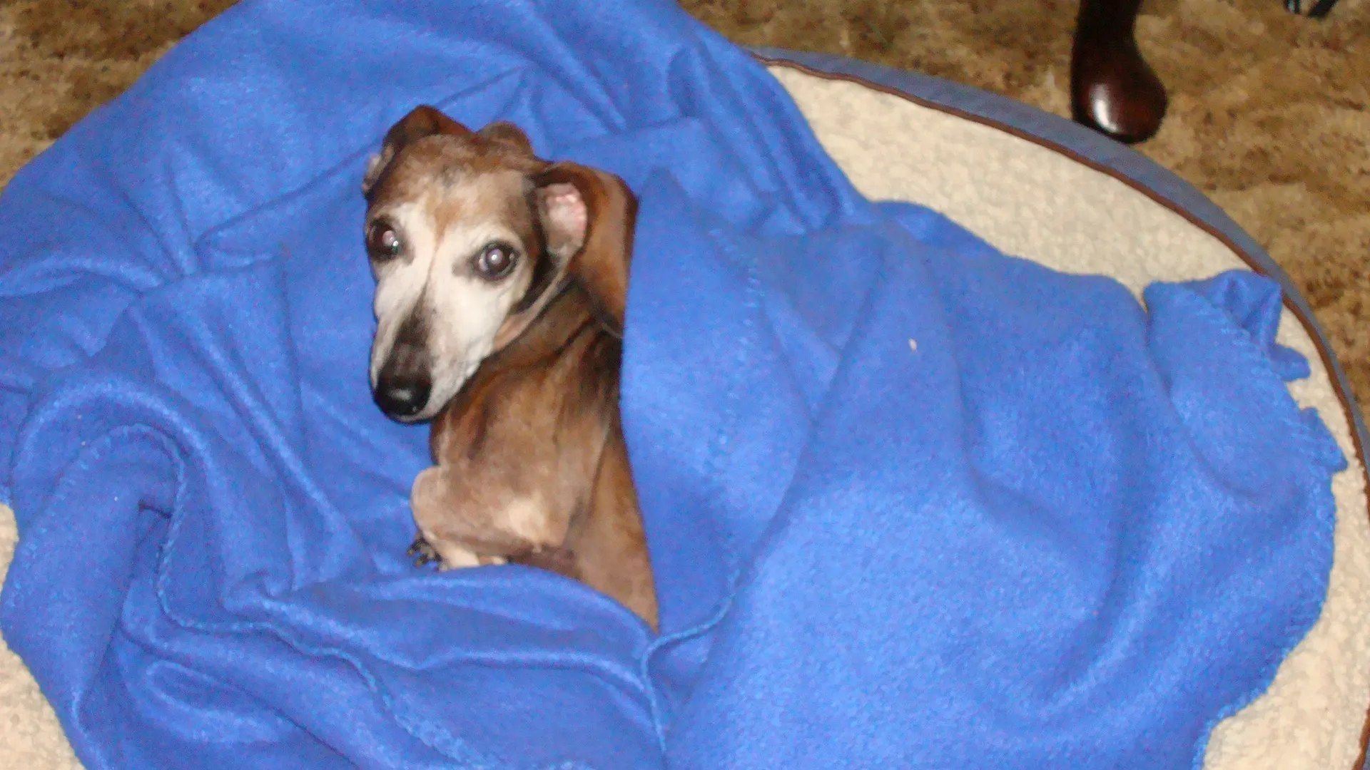 A senior Dachshund named Max with a sweet expression, possibly looking up at his owner.