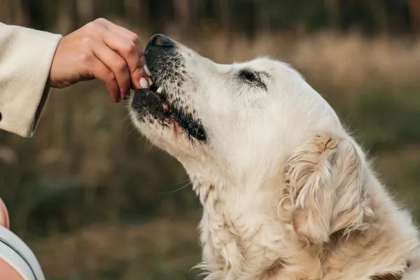 A senior dog comfortably positioned, eating a supplement from a hand, illustrating that some supplements, like Dr. Buzby's Encore Mobility, can be safe for dogs with diabetes to support joint health.