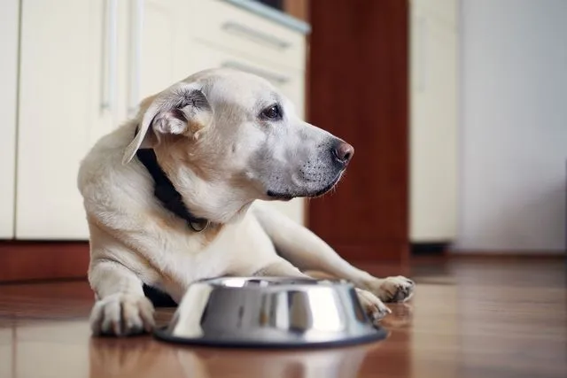 A senior dog lying on a hardwood floor in front of its food bowl