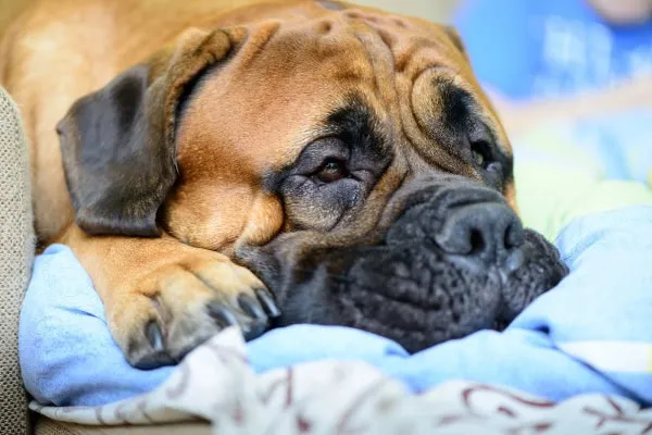 A senior dog resting comfortably on a dog bed in their designated safe space