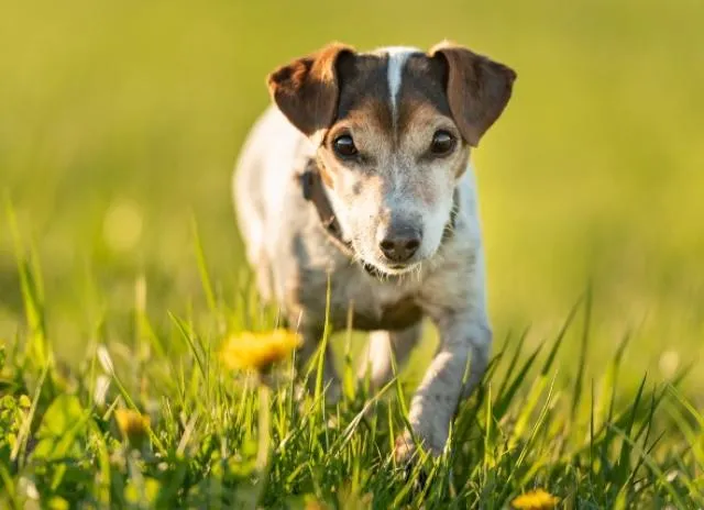 A senior dog with a graying muzzle resting peacefully.