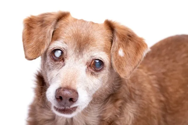 A senior dog with impaired vision, which can be a cause of separation anxiety