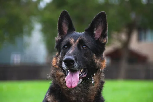 A senior German Shepherd dog lying on a grassy field, looking alert
