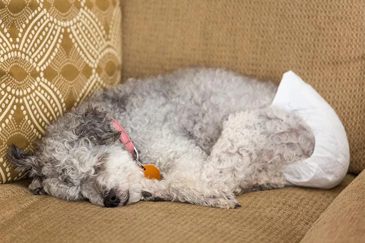 A senior Poodle mix dog resting on a couch, comfortably wearing a properly fitted dog diaper, emphasizing correct sizing for pet comfort.