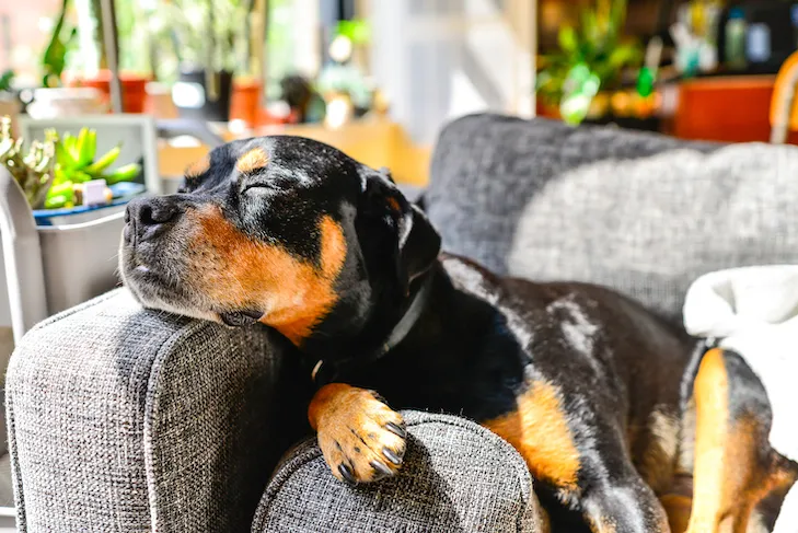 A senior Rottweiler comfortably resting on a couch in the sunshine, experiencing effective pain relief for arthritis.