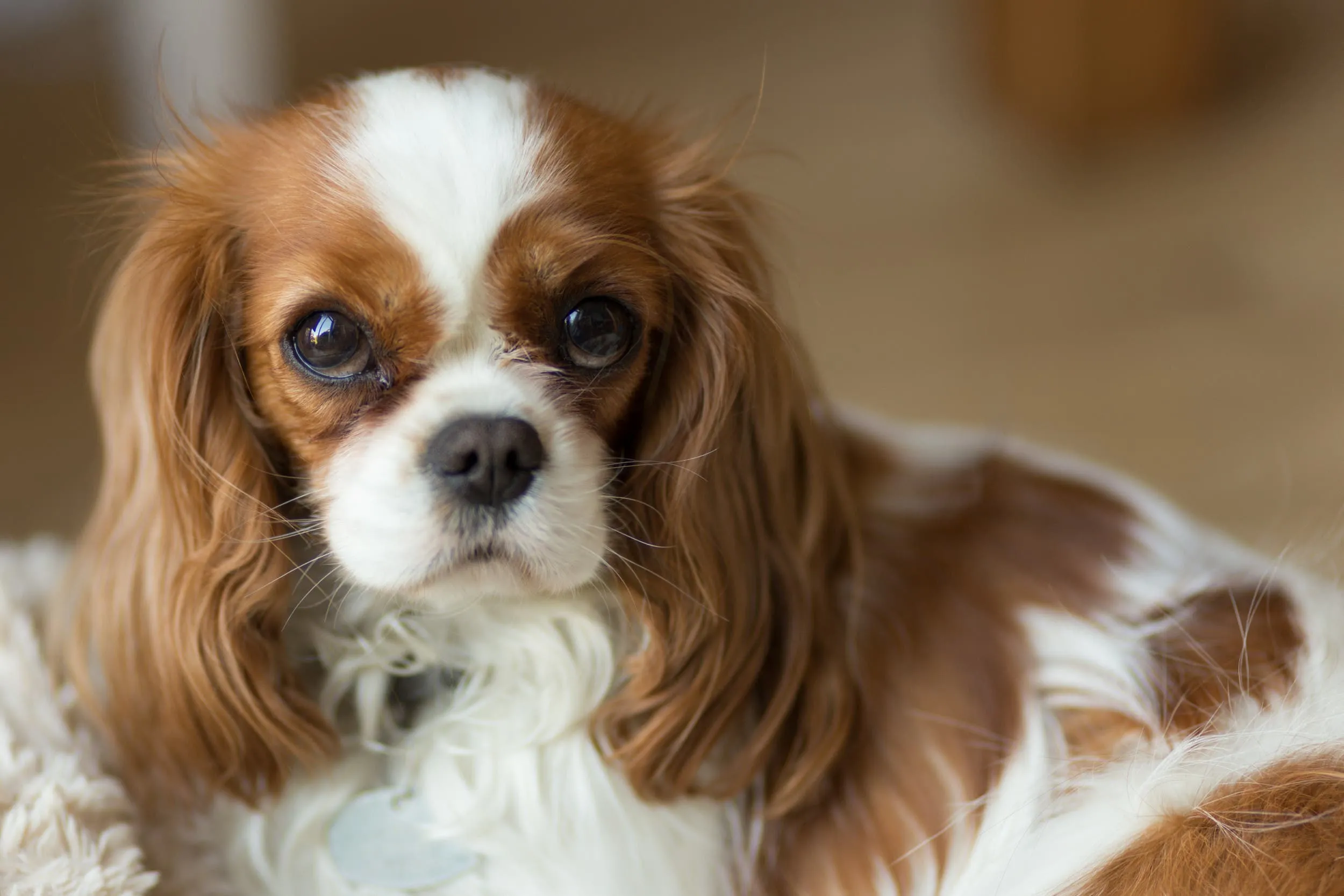 A serene Cavalier King Charles Spaniel with long, flowing ears and expressive eyes, sitting on a soft surface.
