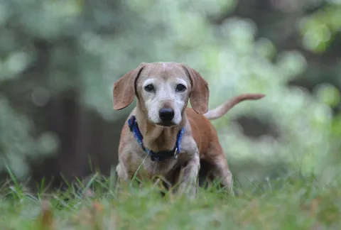 A serene log cabin setting at Frankie and Andy's Place, surrounded by trees, symbolizing a peaceful haven for senior dogs.