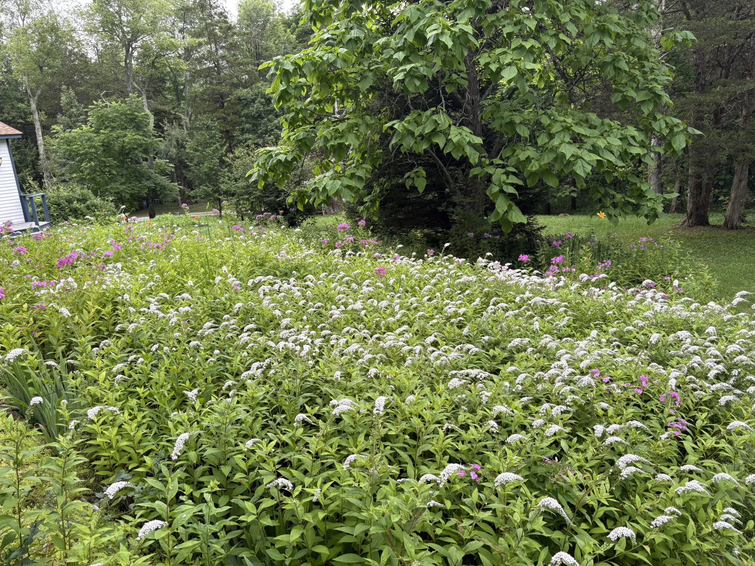 A serene older dog enjoying a peaceful nap in a new, comfortable bed