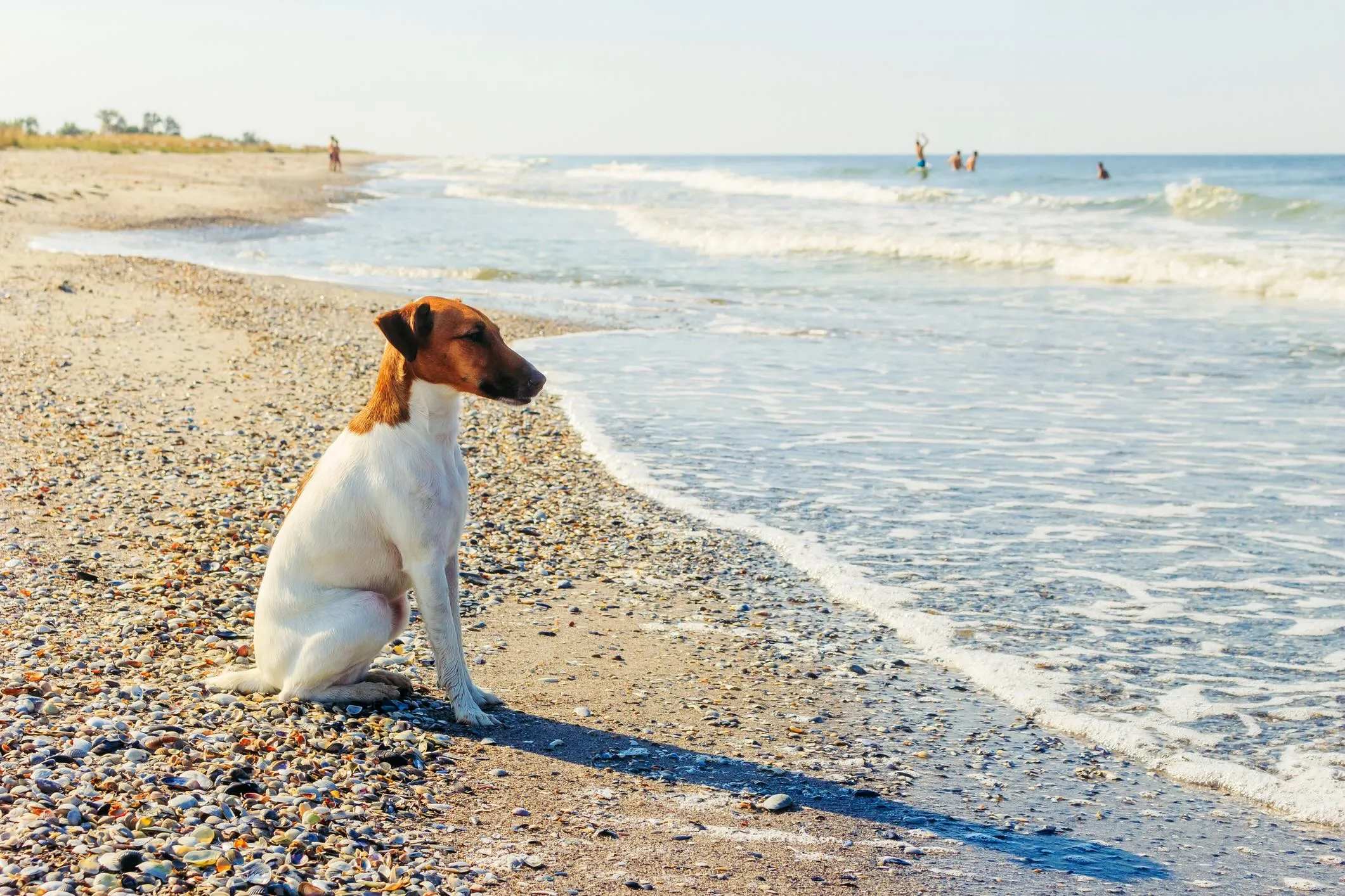 A serene Smooth Fox Terrier calmly observing the water from a sandy beach, demonstrating the breed's versatility and adaptability to different environments. This peaceful image contrasts with their typically high energy.