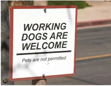 A service dog lying calmly under a desk in an office setting, next to its handler