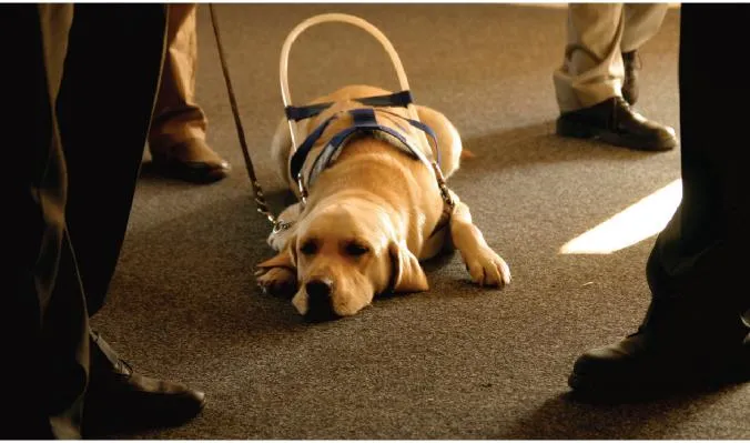 A service dog sitting attentively next to a student on a college campus pathway