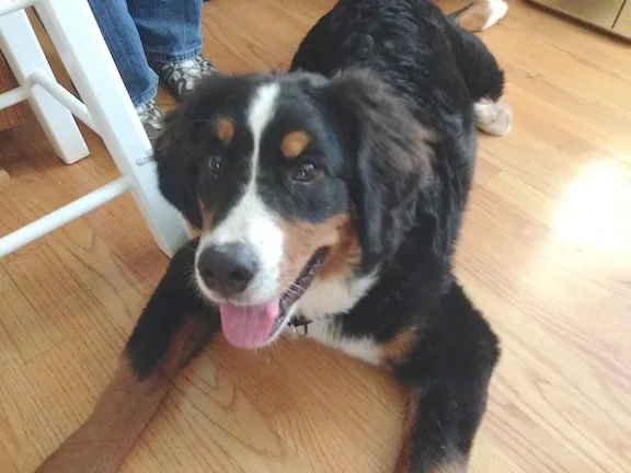 A seven-month-old Bernese Mountain Dog puppy (Chloe) exhibiting common Bernese Mountain Dog behavior problems like over-excitement and jumping, being gently held back.