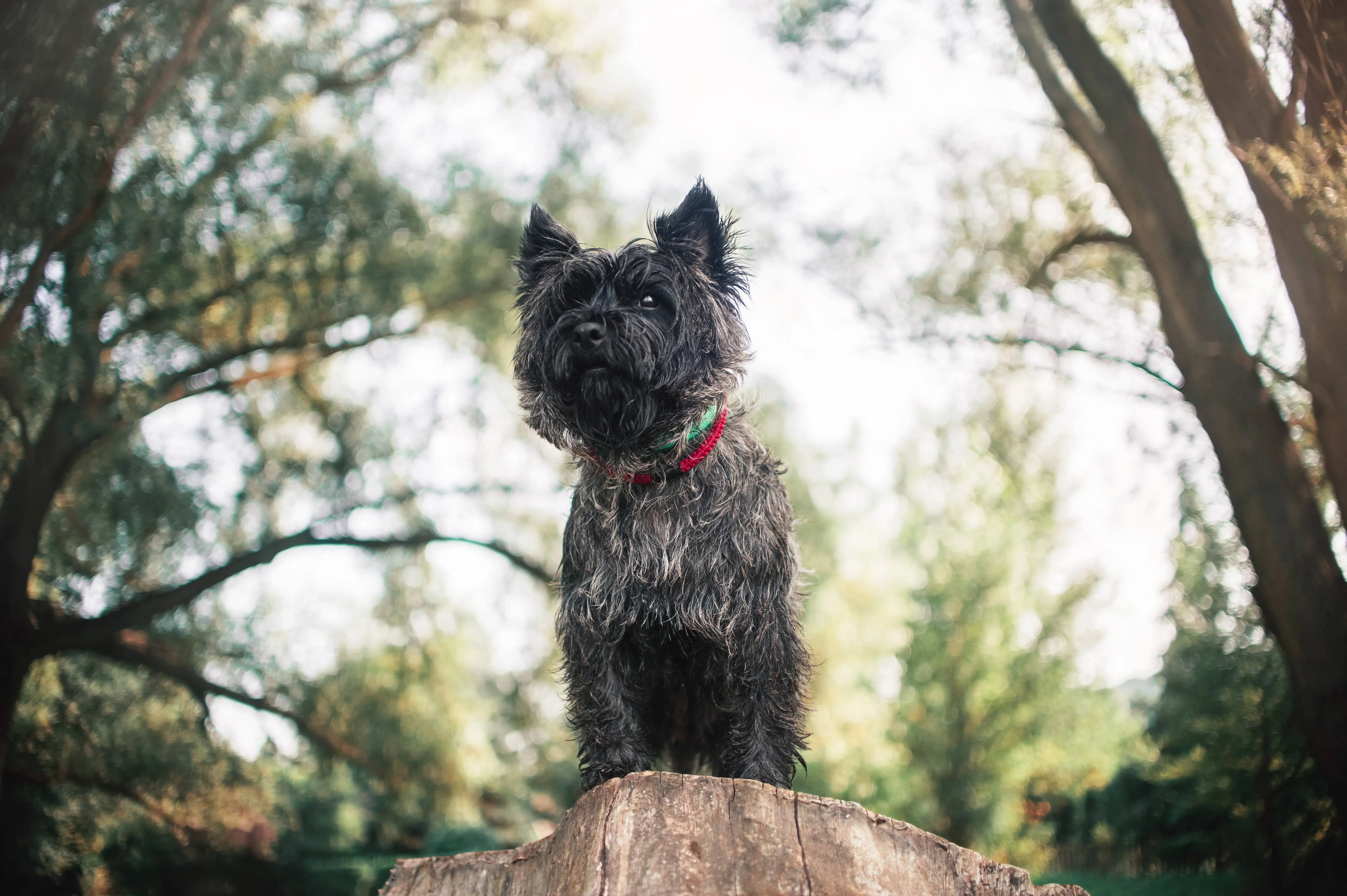 A shaggy black Cairn Terrier with expressive eyes stands on a mossy tree stump in a natural setting.
