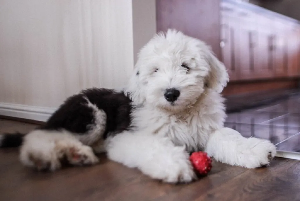 A shaggy Old English Sheepdog, a playful and good-natured herding dog known for its distinctive fluffy appearance.