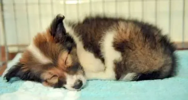 A Sheltie puppy curled up comfortably in a unique sleeping posture in a chair