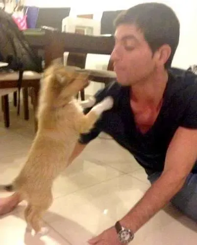 A Sheltie puppy playfully standing on two legs, demonstrating unexpected bipedal skills