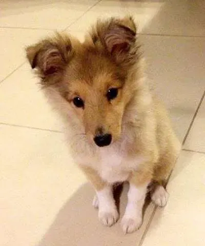 A Sheltie puppy striking a deliberately cute pose, showcasing natural photogenic charm