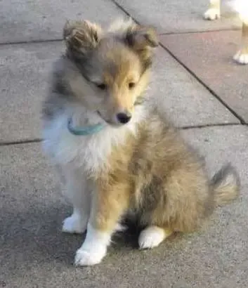 A Sheltie puppy, Woody, striking a confident pose, aspiring to be a supermodel