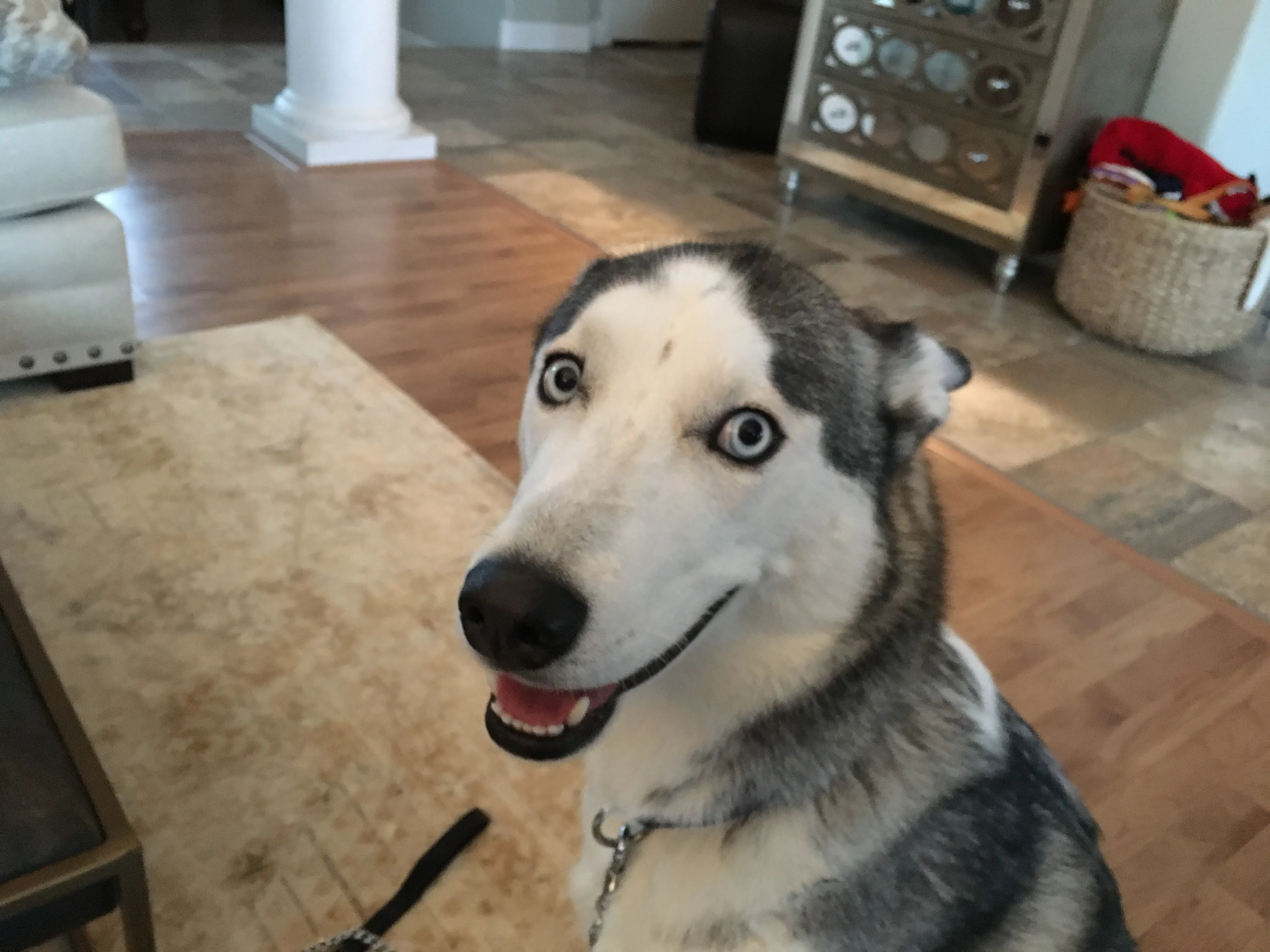 A Siberian Husky dog looking attentive