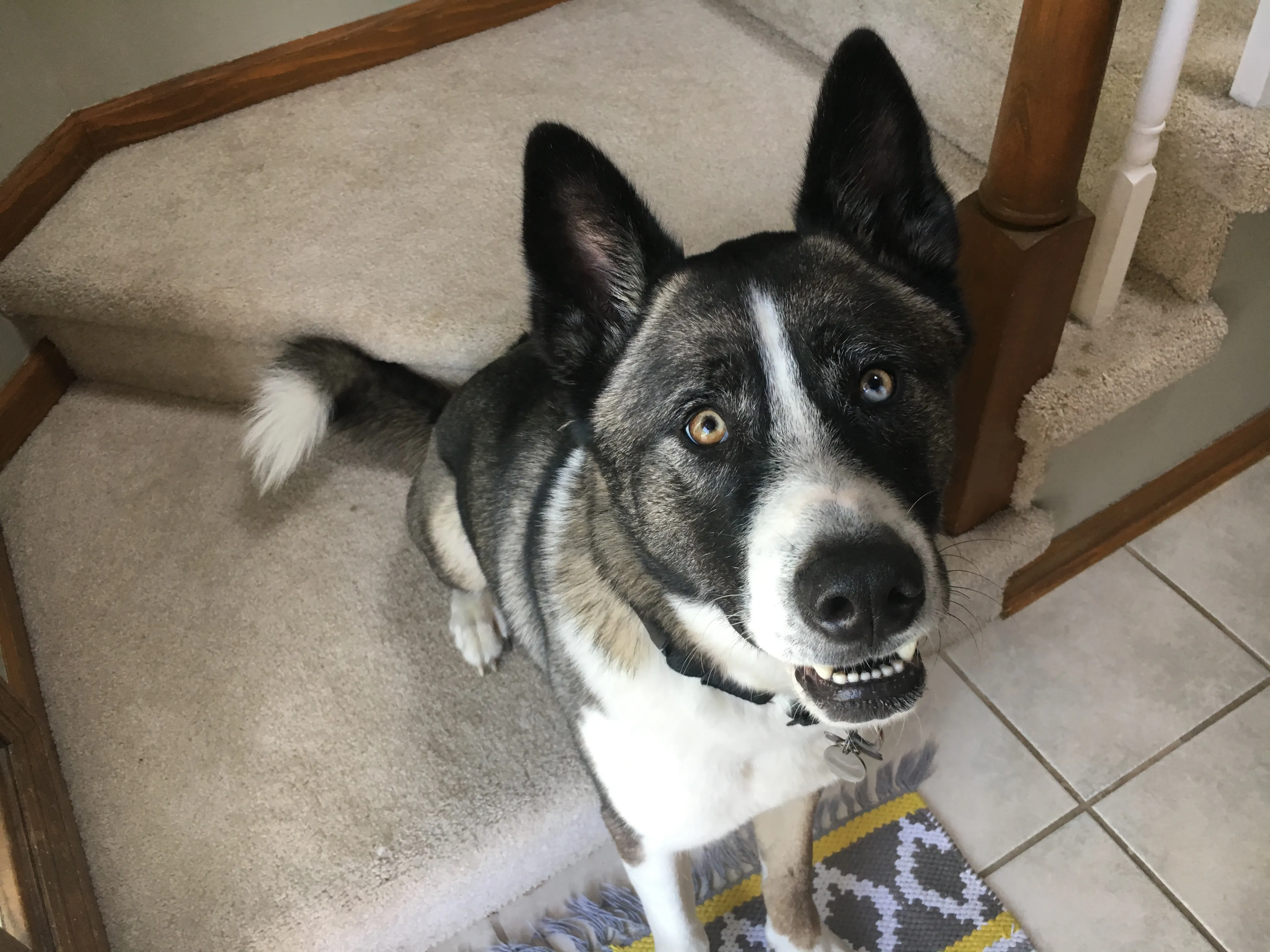 A Siberian Husky mix practicing the 'stay' command indoors, demonstrating focus and self-control crucial for managing separation anxiety and overall obedience training.