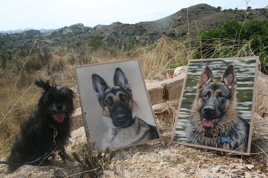 A side-by-side display of two finished German Shepherd portraits, showcasing a pair of commissioned artworks.