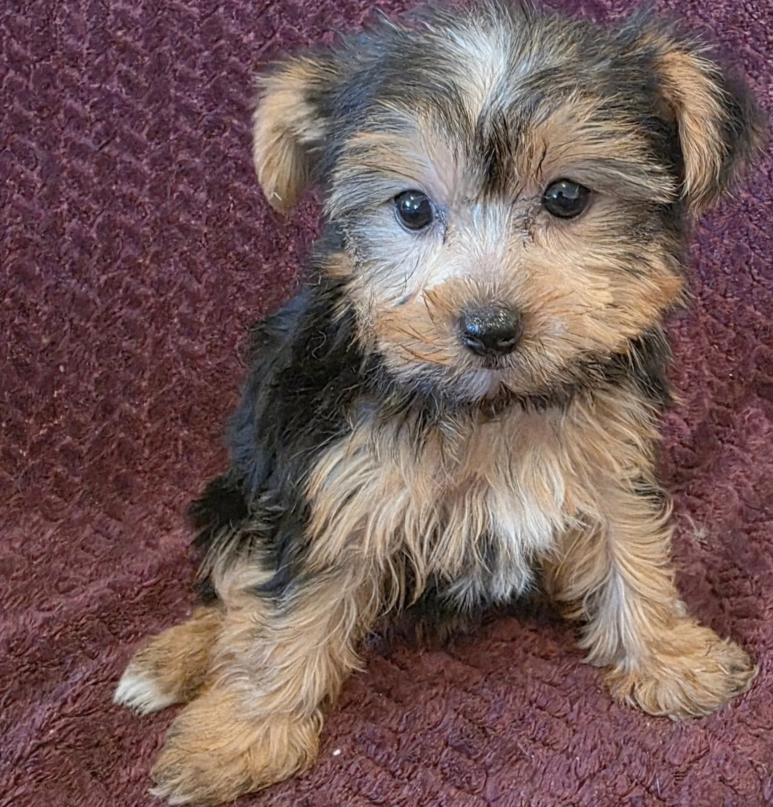 A single tiny Yorkie puppy posing for the camera with bright eyes