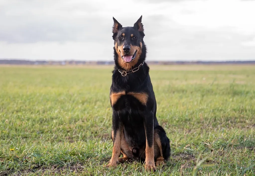 A sleek Beauceron dog, resembling a Doberman with its distinctive markings