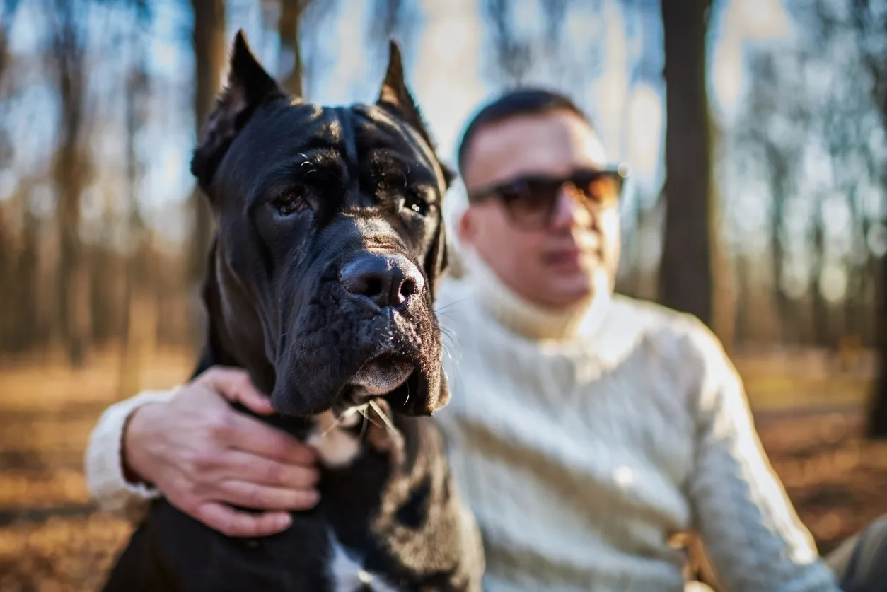 A sleek black Cane Corso sits calmly beside its pet parent, showing its strong bond and obedient nature.