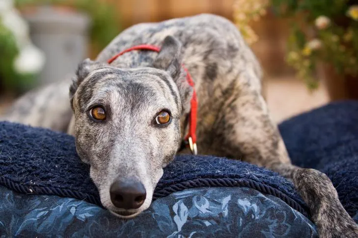 A sleek Greyhound dog calmly lying on a portable dog bed outdoors, illustrating a successful 'go to your bed' command.