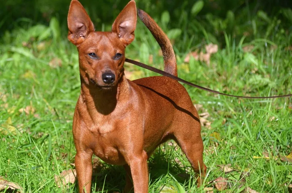 A sleek Miniature Pinscher with a solid red coat, exhibiting its alert and confident posture.