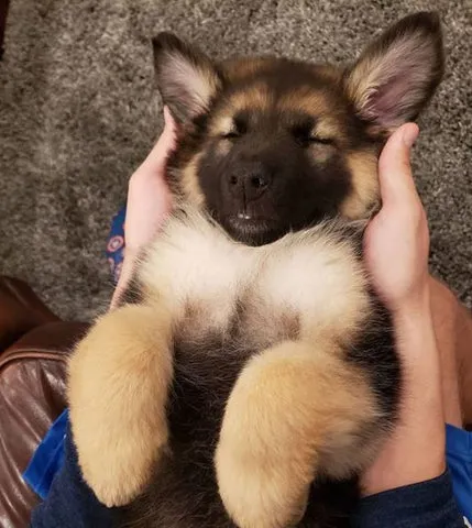A sleeping German Shepherd puppy