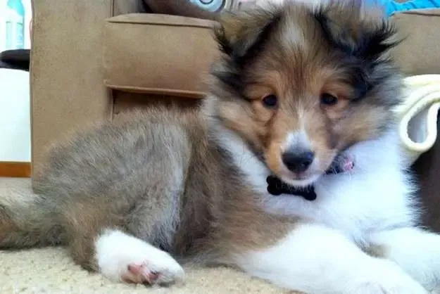 A sleeping sable Sheltie puppy, Lailah, seemingly dreaming of ancient creatures
