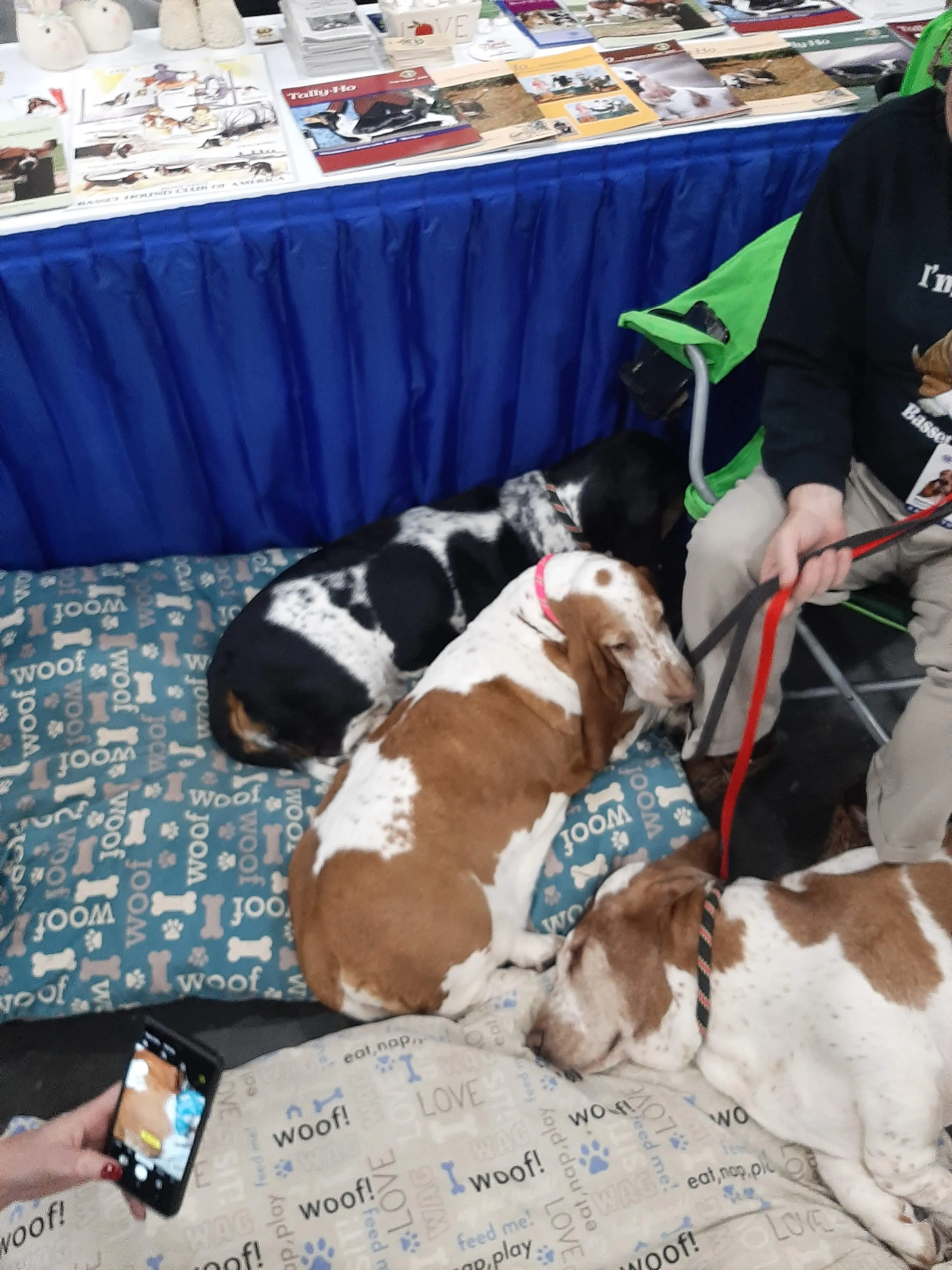 A sleepy Basset Hound with long ears resting its head, seen at a dog breed event.