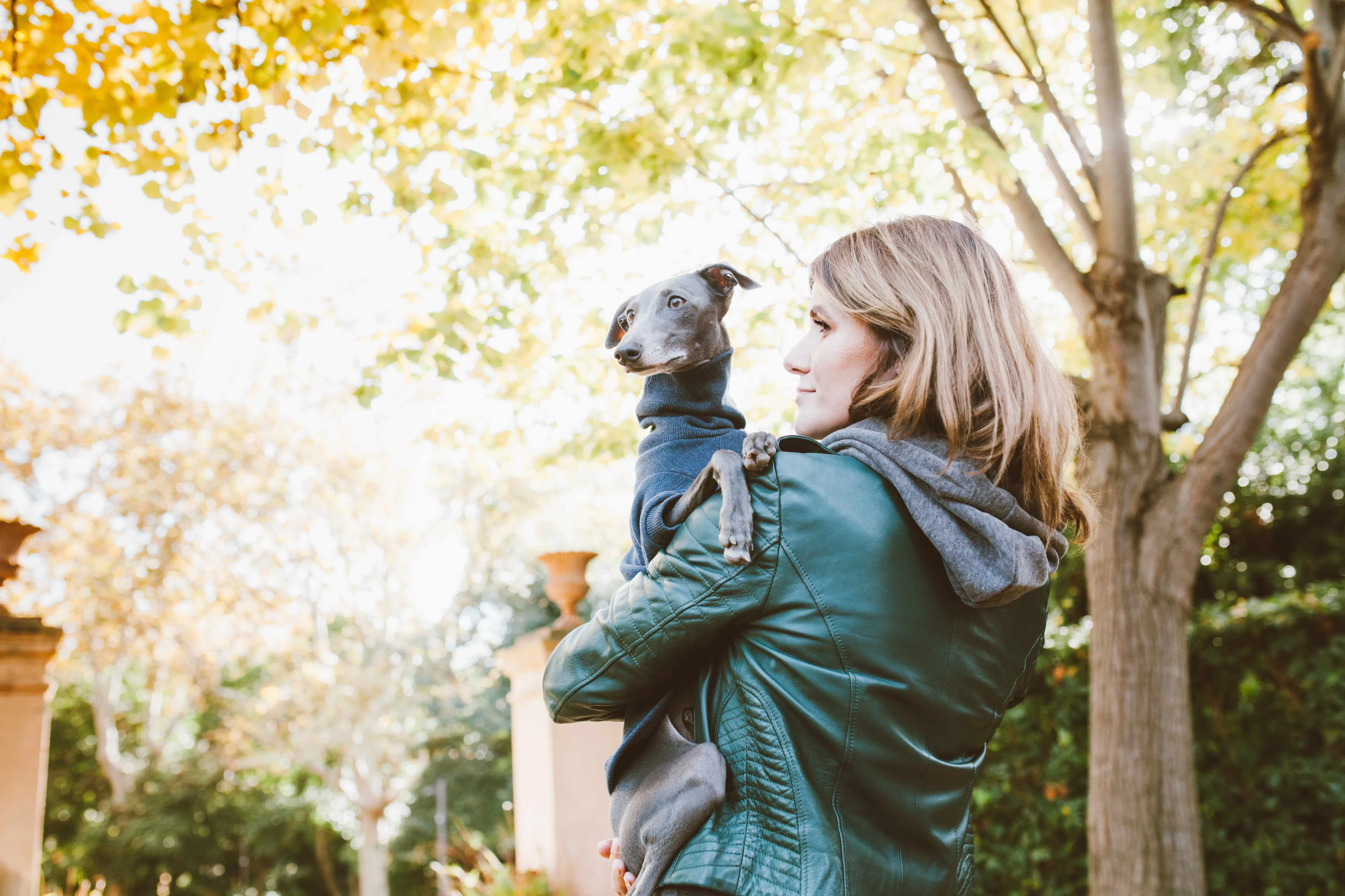 A slim gray Italian Greyhound wearing a sweater, held by a woman