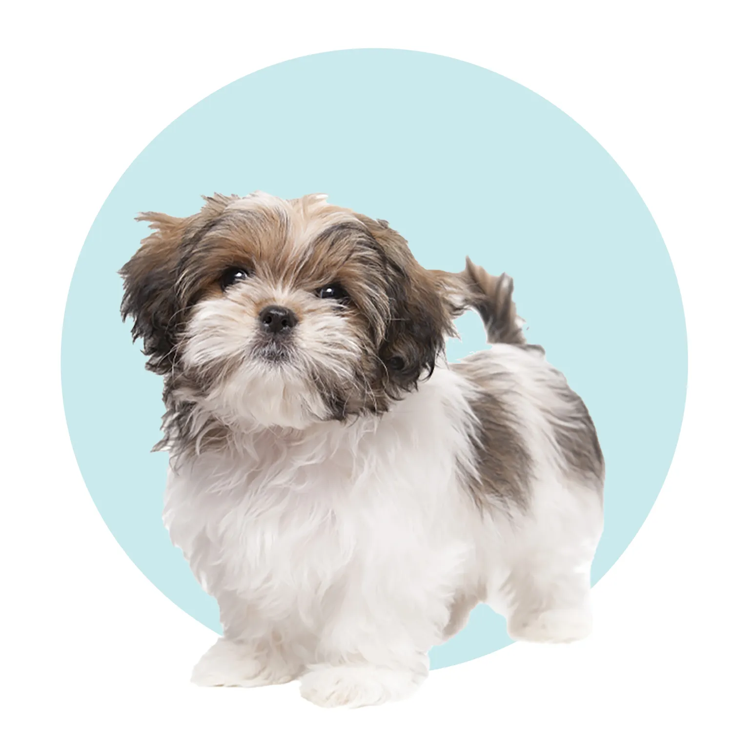 A small, adorable Shih Tzu dog sits upright on a textured, light-colored rug, looking attentively towards the viewer. Its long, fluffy fur is neatly groomed, showcasing its distinctive breed characteristics.