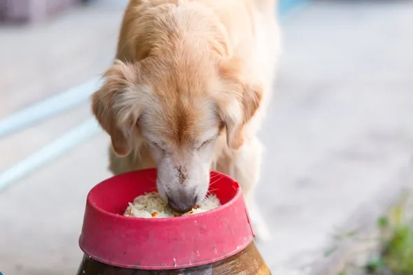 A small bowl of cooked white rice, which is often recommended for sick dogs but should generally be avoided for diabetic dogs due to its potential impact on blood sugar.