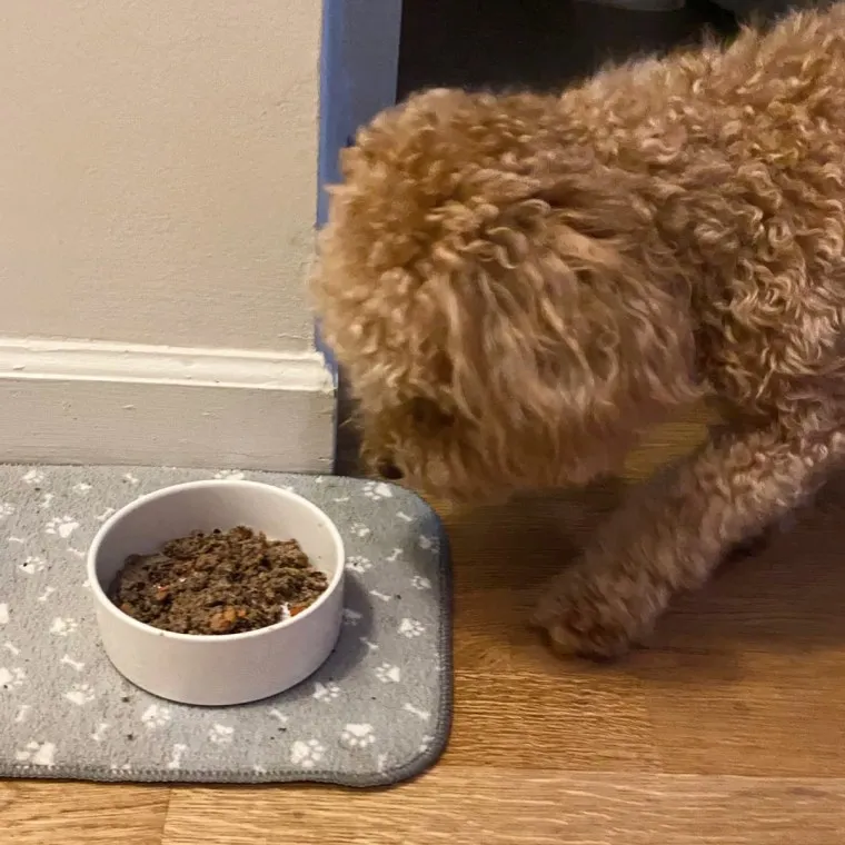A small brown 10-month-old dog eagerly eating fresh dog food from a white ceramic bowl.